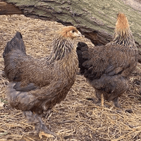 Brahma Chickens Gold Laced Partridge - Available Now