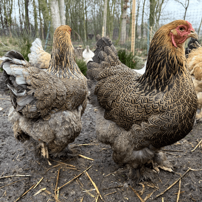 Brahma Chickens Gold Laced Partridge - Available Now