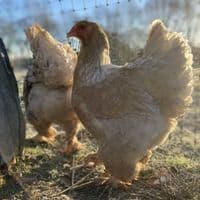 Brahma Hatching Eggs