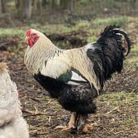 Brahma Hatching Eggs