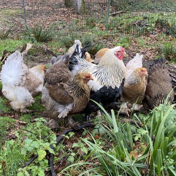 Brahma Hatching Eggs