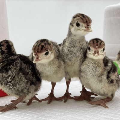 Bronze Baby Turkey Chicks (Turkey Poults) - Reserve For July 11th 2026