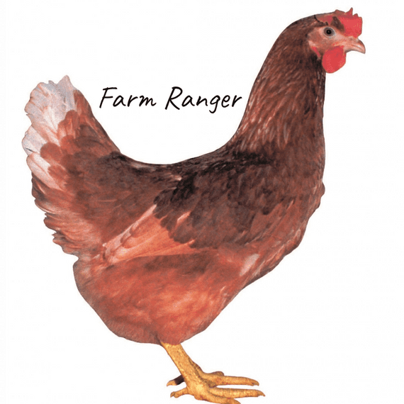 Brown Ranger | Ginger Nutter | Available Now