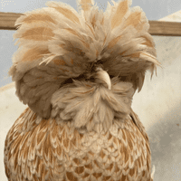 Chamois Poland (aka Polish) Bantam Chickens - Available 28th March