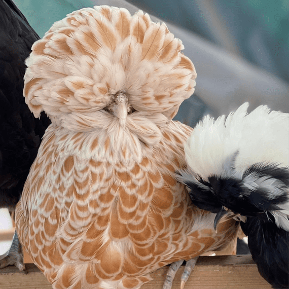Chamois Poland (aka Polish) Bantam Chickens - Available 28th March