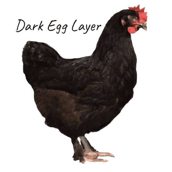 Copper Maran Chocolate Egg Layer | Order Now - Collect From 19th September