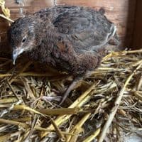 Female Cortunix Quails Sexed Adults Available Now