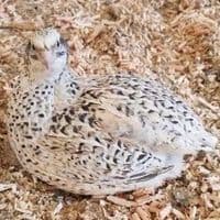 Female Cortunix Quails Sexed Adults Available Now