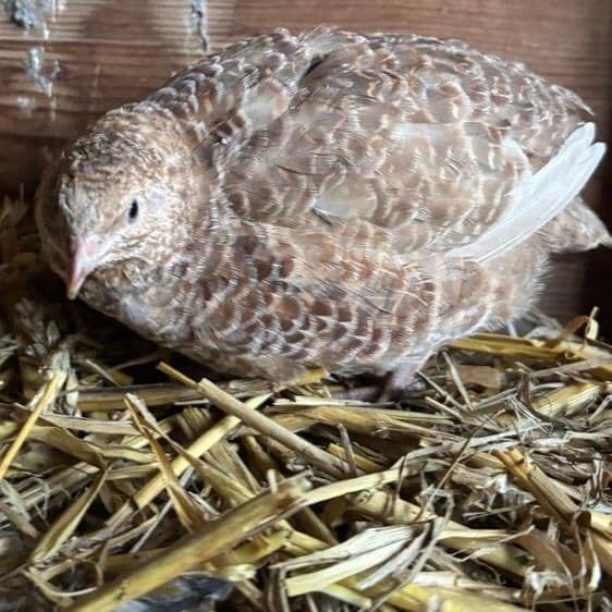 Female Cortunix Quails Sexed Adults Available Now