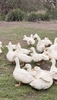 Female Ducks Sexed Aylesbury Style Layers - Available Now