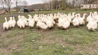 Female Ducks Sexed Aylesbury Style Layers - Available Now