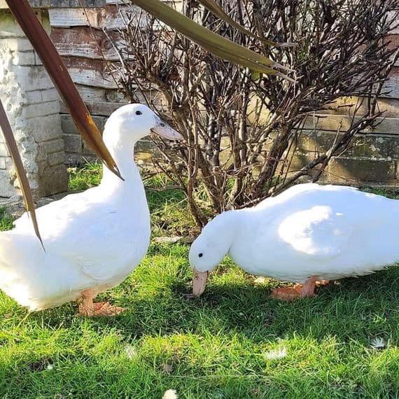 Female Ducks Sexed Aylesbury Style Layers - Available Now