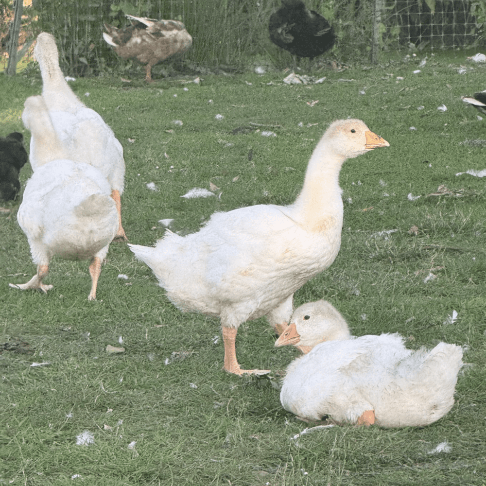 Female White Embden Goslings Young Geese