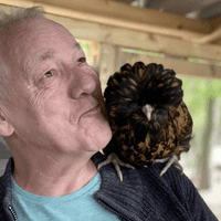 Gold Lace Poland Bantam Chicken (aka Polish)  - Available Now