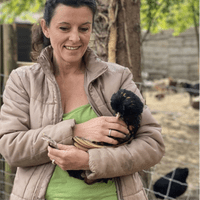 Gold Lace Poland Bantam Chicken (aka Polish)  - Available Now