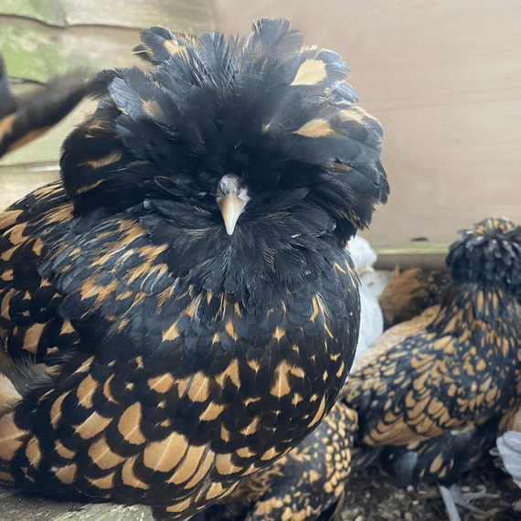 Gold Lace Poland Bantam Chicken (aka Polish)  - Available Now