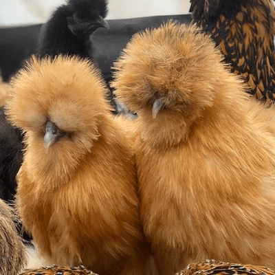Gold Silkie Bantam Chickens - Available Now