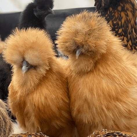 Gold Silkie Bantam Chickens - Back March 2027
