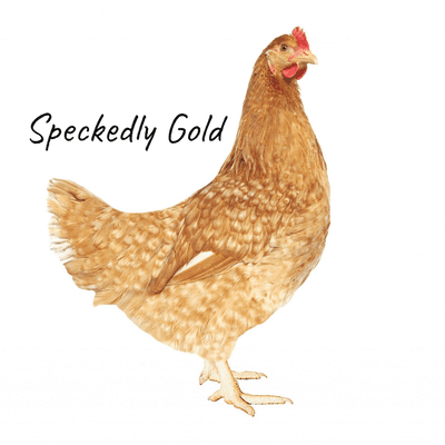 Gold Speckled | Buff Speckedly | Best All Rounder Available Now