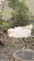 Goose or Geese Hatching Eggs 4 Per Box
