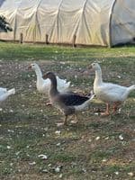 Goose or Geese Hatching Eggs 4 Per Box