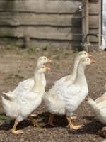 Goose or Geese Hatching Eggs 4 Per Box