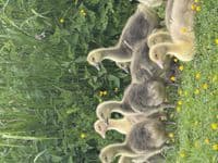 Goose or Geese Hatching Eggs 4 Per Box