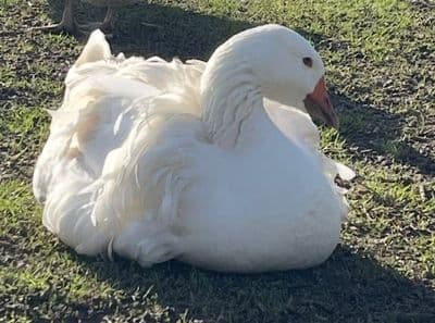 Goose or Geese Hatching Eggs 4 Per Box