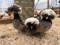 Grey Poland Bantam Chicken - Back March 2027