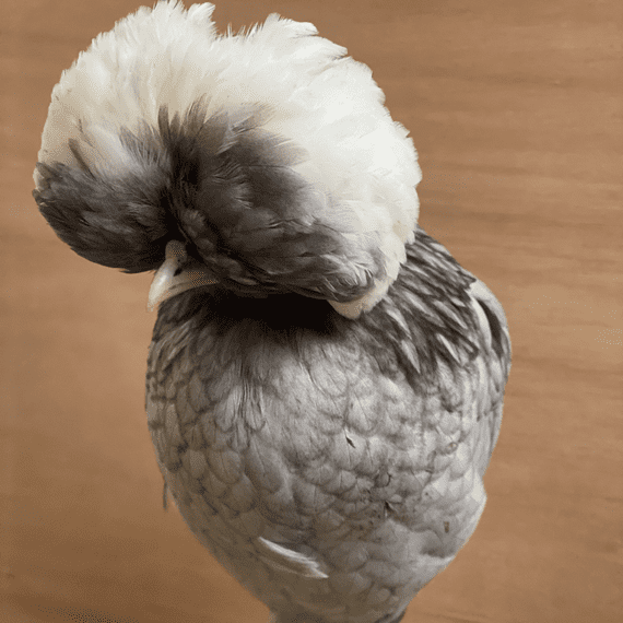Grey Poland Bantam Chicken - Back March 2027