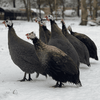 Guinea Fowl Adult Birds Available May - June 2026