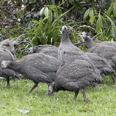 Guinea Fowl Adult Birds Available Now