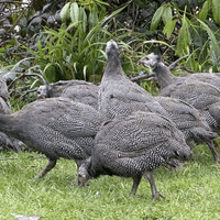 Guinea Fowl Keets  - Available NOW