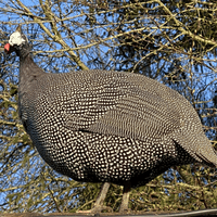 Guinea Fowl Keets  - Available NOW
