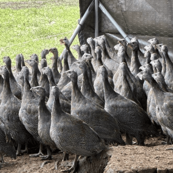 Guinea Fowl Keets  - Available NOW