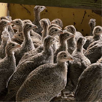 Guinea Fowl Keets  -  Off Heat