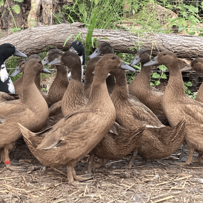 Khaki Campbell Duck Hatching Eggs Available Now