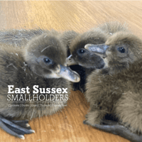 Khaki Campbell Duck Hatching Eggs - BACK. MARCH 2027