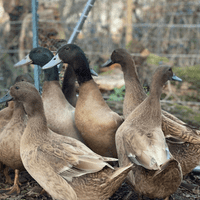 Khaki Campbell Ducks SALE - Imperfect