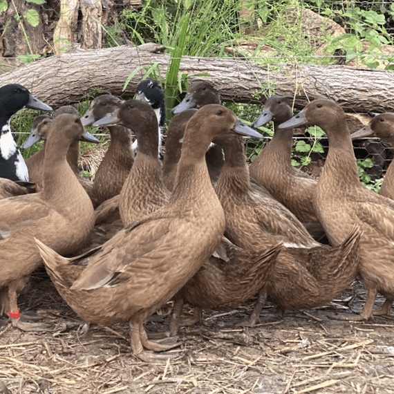 Khaki Campbell Ducks SALE - Imperfect