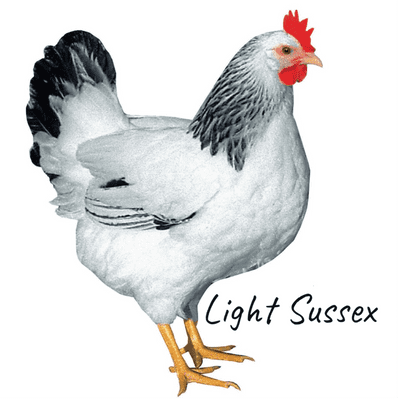 Light Sussex  Hen | Available 1st March 2026