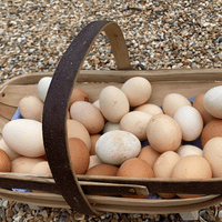 Lilac Splash Light Grey Chicken | Available Now