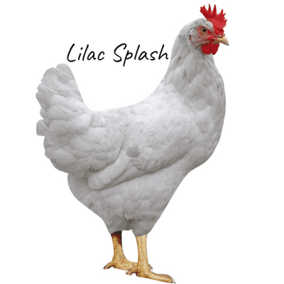 Lilac Splash Light Grey Chicken | Order Now - Collect From 19th September