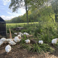 Meat Chicks Day Old Hubbard (Slower Growers) PRE-ORDERS ONLY - End September Collection.