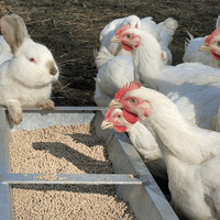 Meat Chicks Day Old Hubbard (Slower Growers) PRE-ORDERS ONLY - End September Collection.