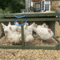 Meat Chicks Day Old Hubbard (Slower Growers) PRE-ORDERS ONLY - End September Collection.