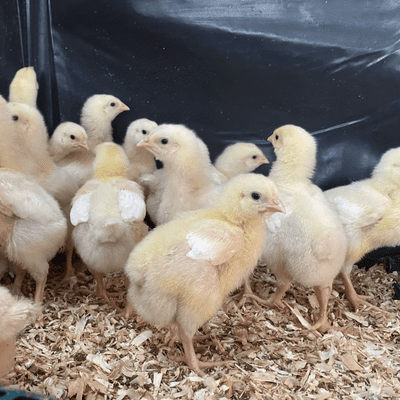 Meat Chicks Day Old Hubbard (Slower Growers) PRE-ORDERS ONLY - End September Collection.