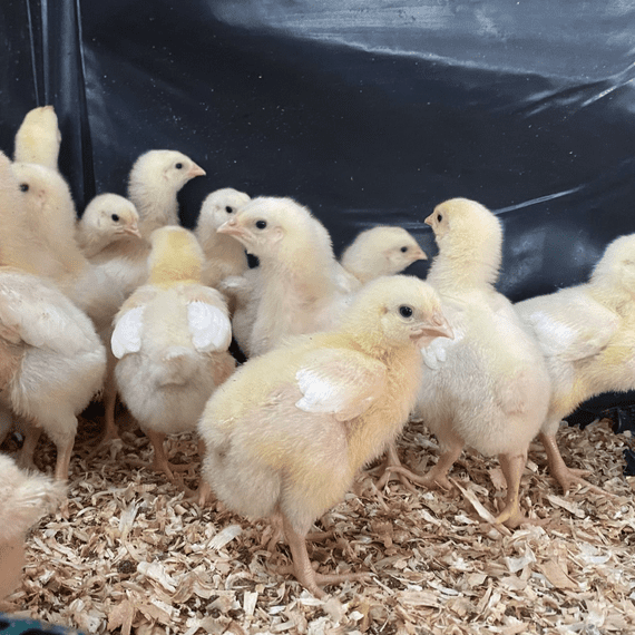 Meat Chicks Day Old Hubbard (Slower Growers) PRE-ORDERS ONLY - End September Collection.