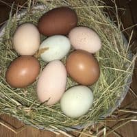 MilleFluer | Tricolour | Speckedly Leghorn |  Available 1st March 2026