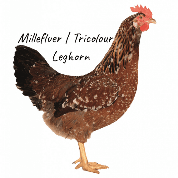MilleFluer | Tricolour | Speckedly Leghorn |  Available 1st March 2026